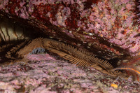 Ophiopteris papillosa (Flat-Spined Brittle Star)