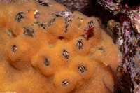 Balanus nubilus (Giant Acorn Barnacle)