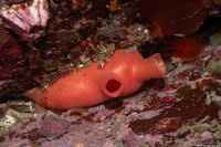 Cnemidocarpa finmarkiensis (Shiny Orange Sea Squirt)