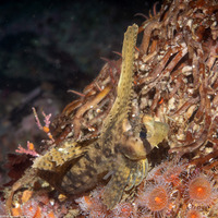 Nautichthys oculofasciatus (Sailfin Sculpin)