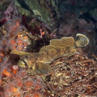 Nautichthys oculofasciatus (Sailfin Sculpin)