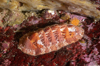 Lepidozona mertensii (Merten's Chiton)
