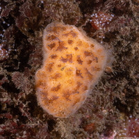 Aplidium solidum (Red Ascidian)