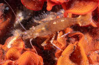 Heptacarpus palpator (Intertidal Coastal Shrimp)