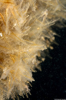 Plumularia sp.1 (Plumularia sp.1)