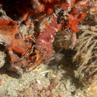 Heptacarpus palpator (Intertidal Coastal Shrimp)
