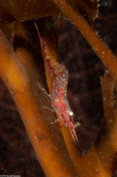 Heptacarpus tenuissimus (Slender Shrimp)