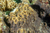 Favites sp.1 (Favites)