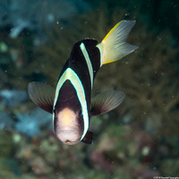 Amphiprion clarkii (Clark's Anemonefish)