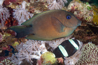 Ctenochaetus binotatus (Twospot Bristletooth)