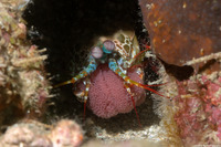 Odontodactylus scyllarus (Peacock Mantis Shrimp)