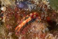 Munida olivarae (Olivar's Squat Lobster)