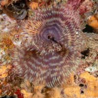 Sabellastarte spectabilis (Common Feather Duster Worm)
