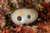 Molgulidae sp.1 (Phlebobranch Ascidian)