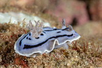 Chromodoris willani (Willan's Chromodoris)