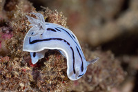 Chromodoris willani (Willan's Chromodoris)