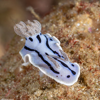 Chromodoris willani (Willan's Chromodoris)