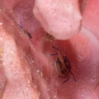 Aliaporcellana spongicola (Porcelain Crab)