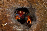 Munida olivarae (Olivar's Squat Lobster)