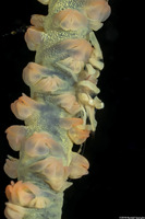 Pontonides ankeri (Barred Wire Coral Shrimp)