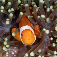 Amphiprion ocellaris (False Clown Anemonefish)