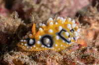 Phyllidia ocellata (Ocellated Phyllidia)