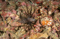 Pterois volitans (Red Lionfish)