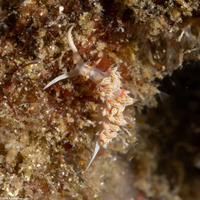 Facelina sp.2 (Facelina sp.2)