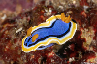 Chromodoris annae (Anna's Chromodoris)