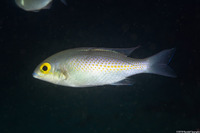 Scolopsis ciliata (Whitestreak Monocle Bream)