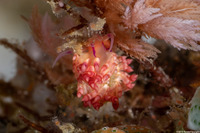 Coryphellina flamma (Flame Coryphellina)
