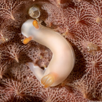 Verconia simplex (Plain Noumea)