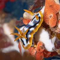 Chromodoris strigata (Streaked Chromodoris)