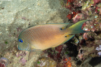 Ctenochaetus binotatus (Twospot Bristletooth)