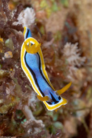 Chromodoris annae (Anna's Chromodoris)