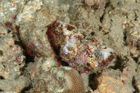Scorpaenopsis diabolus (Devil Scorpionfish)