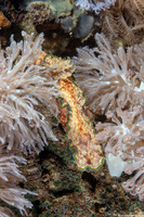 Glossodoris cincta (Girdled Glossodoris)