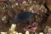 Pomacentrus brachialis (Charcoal Damsel)