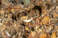 Galathea sp.2 (Galathea sp.2)