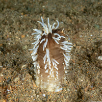 Massinium sp.1 (Massinium sp.1)