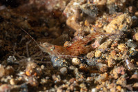 Metapenaeopsis sp.1 (Metapenaeopsis sp.1)