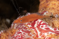 Zenopontonia soror (Sea Star Shrimp)