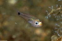 Archamia bleekeri (Yellowmouth Cardinalfish)