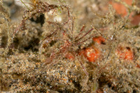 Achaeus sp.1 (Achaeus sp.1)
