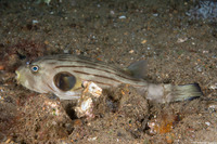 Arothron manilensis (Striped Puffer)