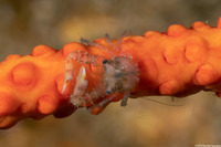 Lissoporcellana spinuligera (Small-Spined Porcelain Crab)