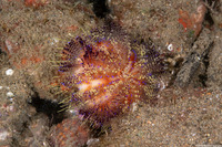 Asthenosoma varium (Variable Fire Urchin)