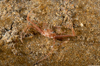 Lupocyclus sp.1 (Scissor Swimming Crab)