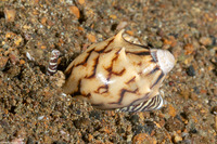 Cymbiola vespertilio (Bat Volute)