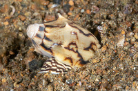 Cymbiola vespertilio (Bat Volute)